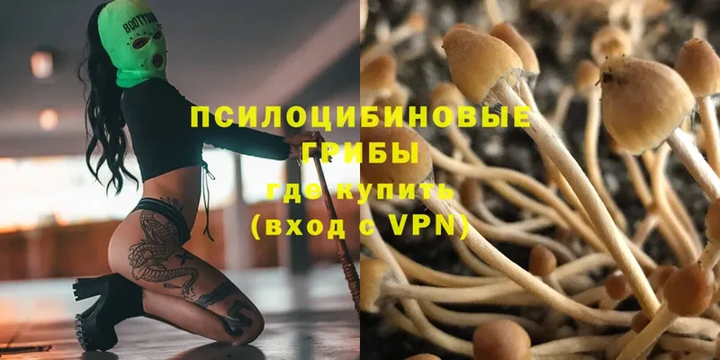 Галлюциногенные грибы Psilocybe  наркотики  Звенигово 